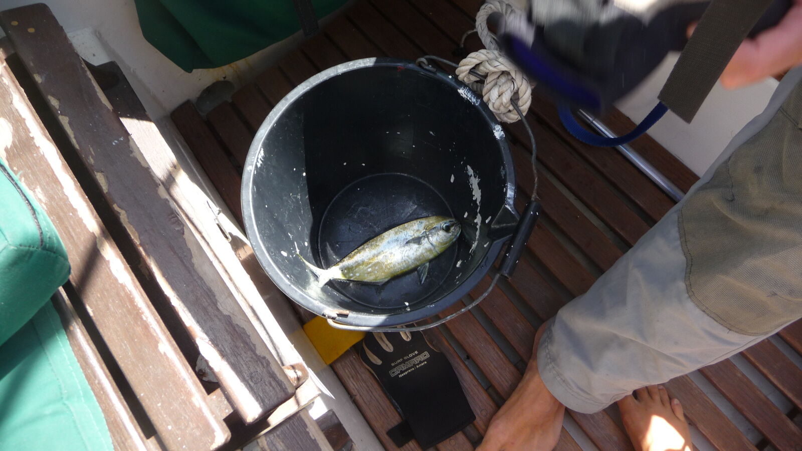 Und wieder mal Fisch.
