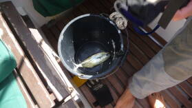 Und wieder mal Fisch.