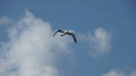 Bedeutet so ein Vogel, dass Land nah oder fern ist?