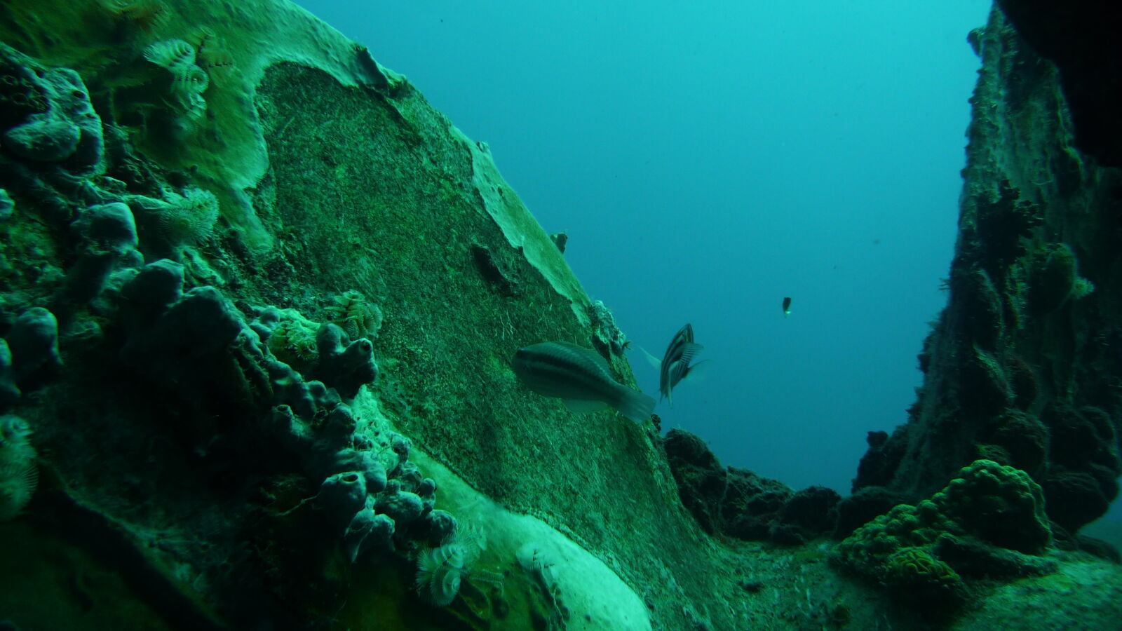 Wreck Dive @ Hilma Hooker.