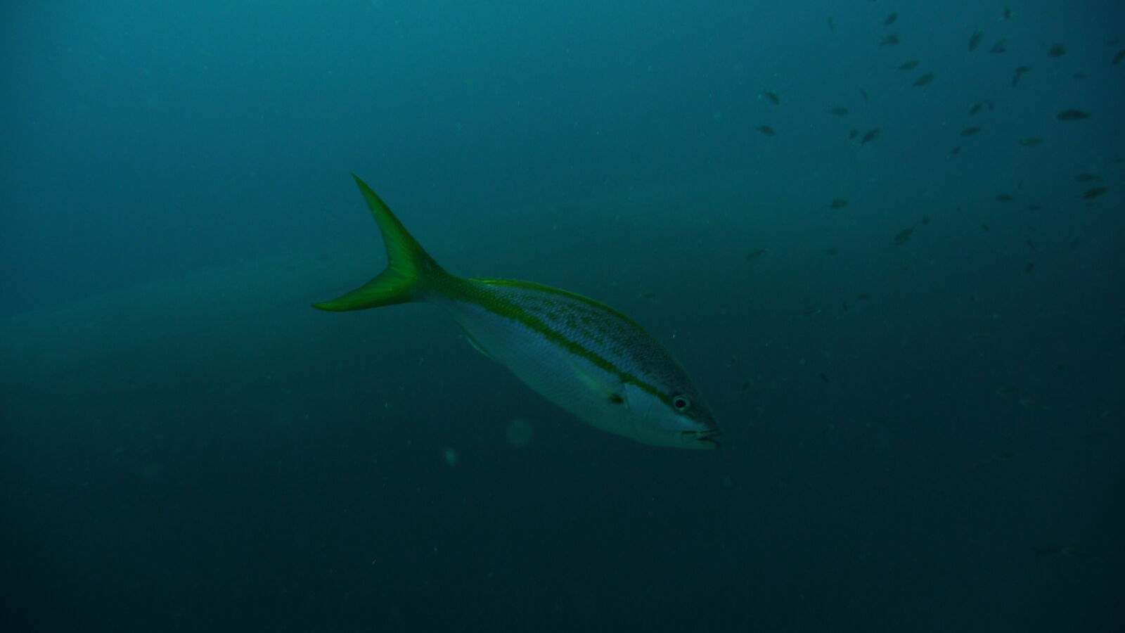 Wreck Dive @ Hilma Hooker.