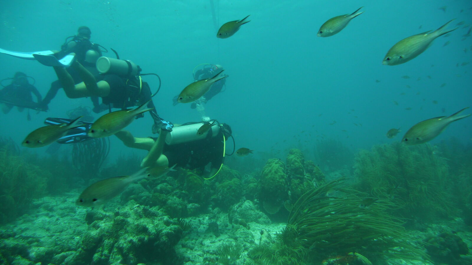 Wreck Dive @ Hilma Hooker.