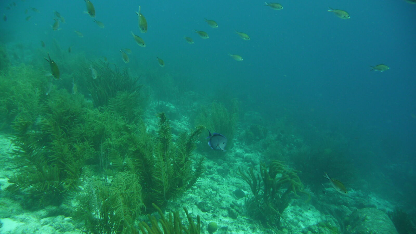 Wreck Dive @ Hilma Hooker.