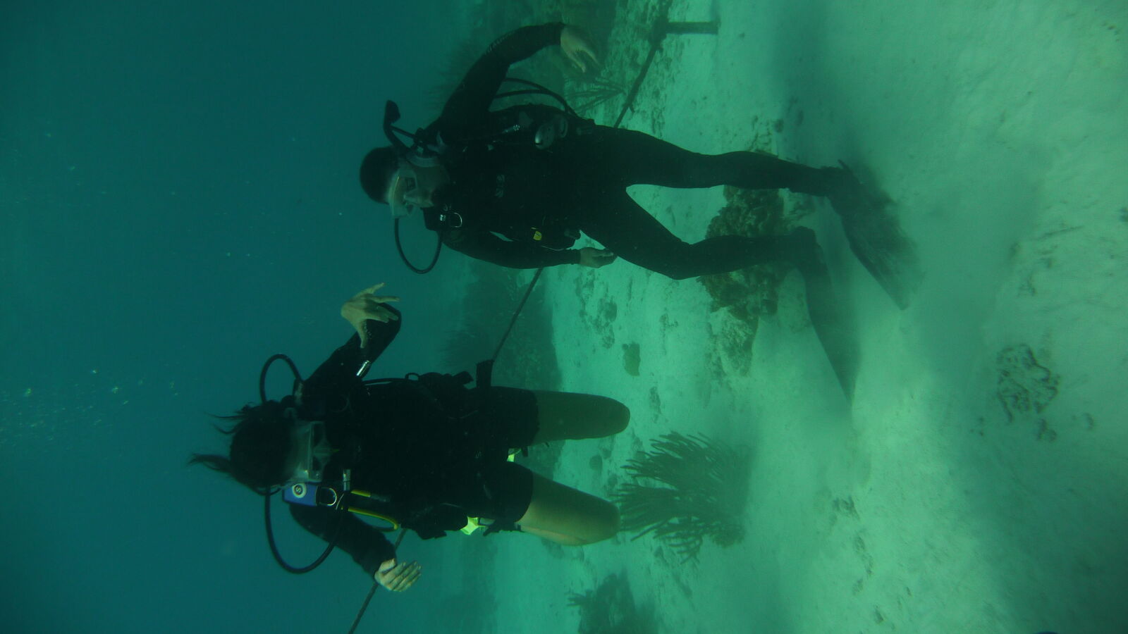 Wreck Dive @ Hilma Hooker.