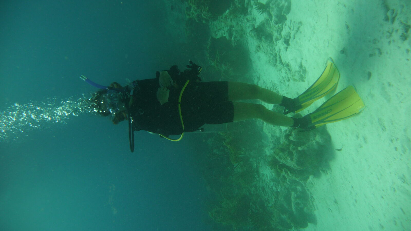 Wreck Dive @ Hilma Hooker.