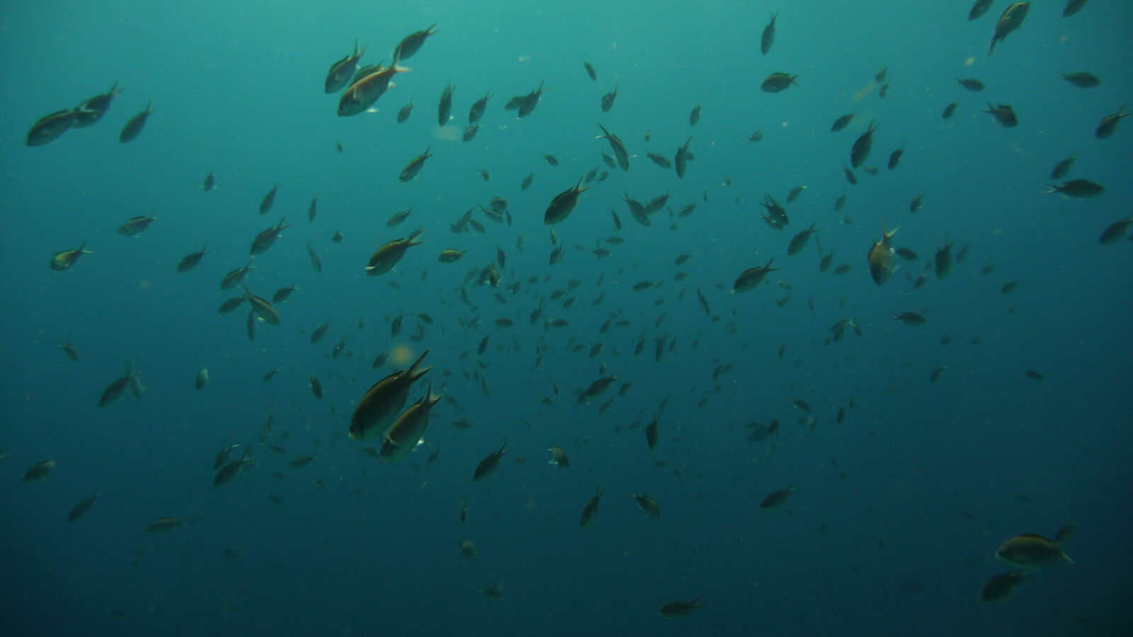 Wreck Dive @ Hilma Hooker.