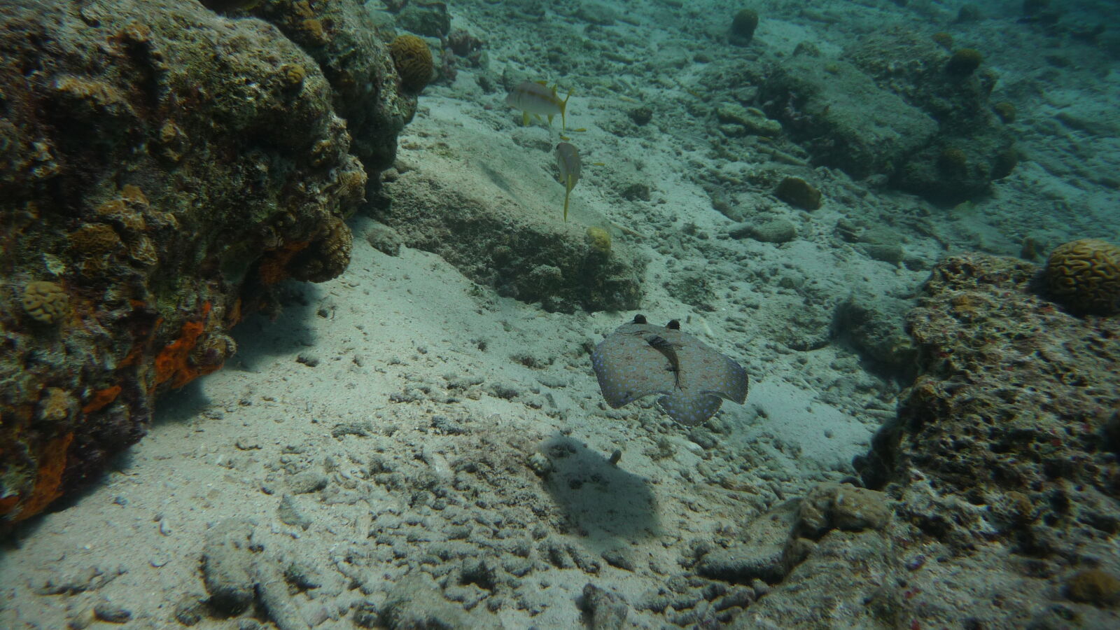 Deep Dive @ Front Porch.