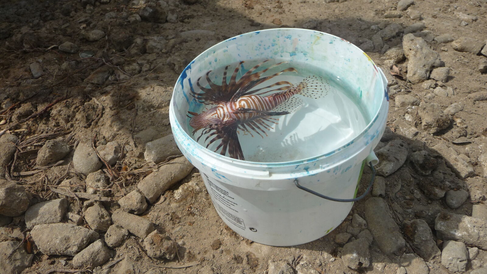 Lion Fish - gefährlich gefräßiger Bioinvasor.