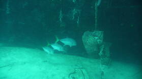 Wreck Dive @ Hilma Hooker.