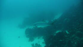 Wreck Dive @ Hilma Hooker.