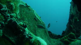 Wreck Dive @ Hilma Hooker.