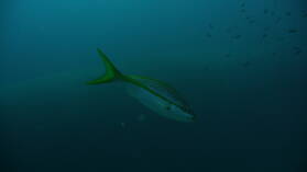Wreck Dive @ Hilma Hooker.