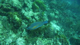 Wreck Dive @ Hilma Hooker.