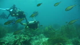 Wreck Dive @ Hilma Hooker.