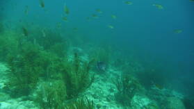 Wreck Dive @ Hilma Hooker.
