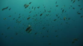 Wreck Dive @ Hilma Hooker.