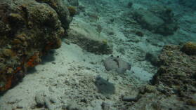 Deep Dive @ Front Porch.