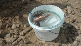 Lion Fish - gefährlich gefräßiger Bioinvasor.