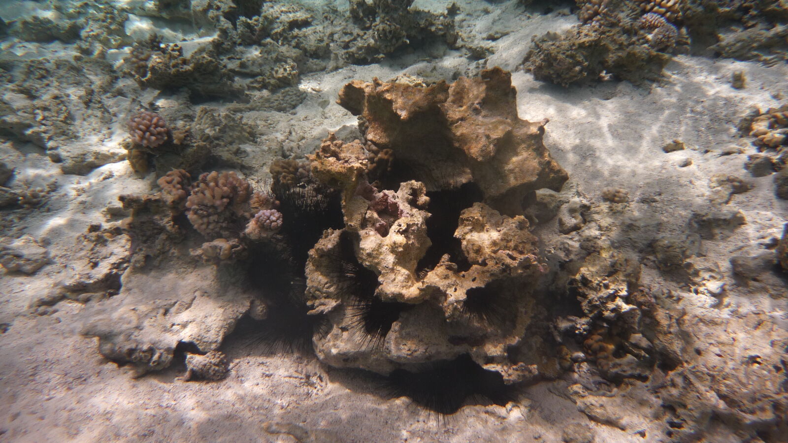 Driftschnorcheln im Aquarium.