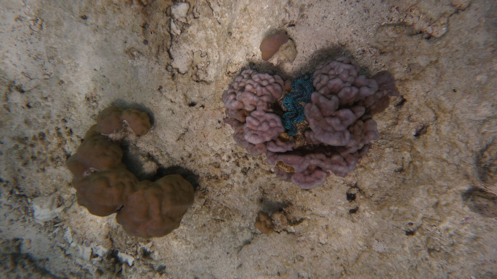 Driftschnorcheln im Aquarium.