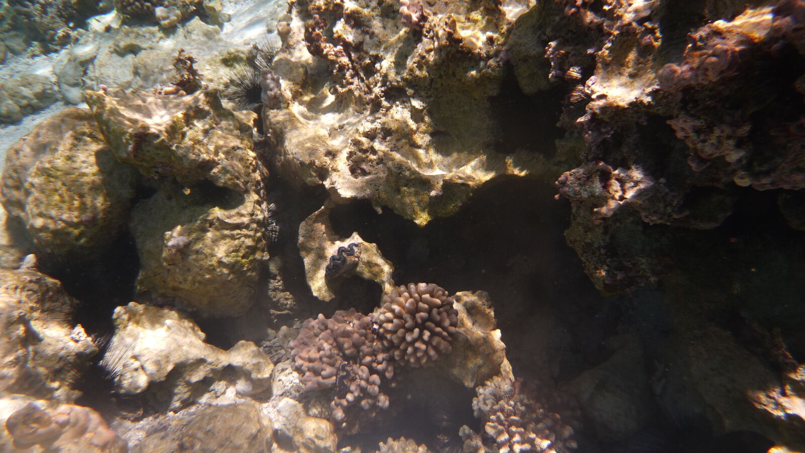Driftschnorcheln im Aquarium.