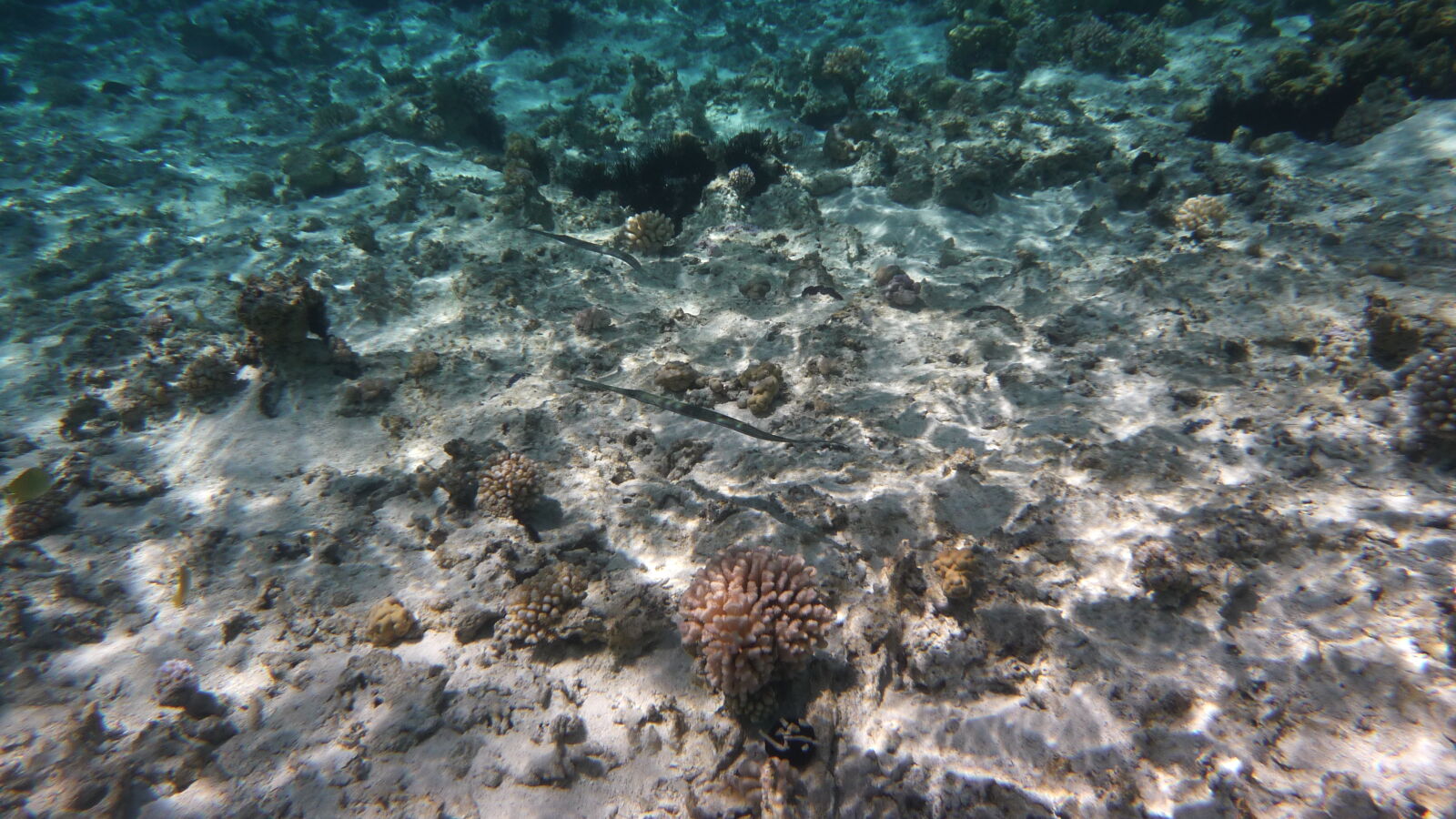 Driftschnorcheln im Aquarium.