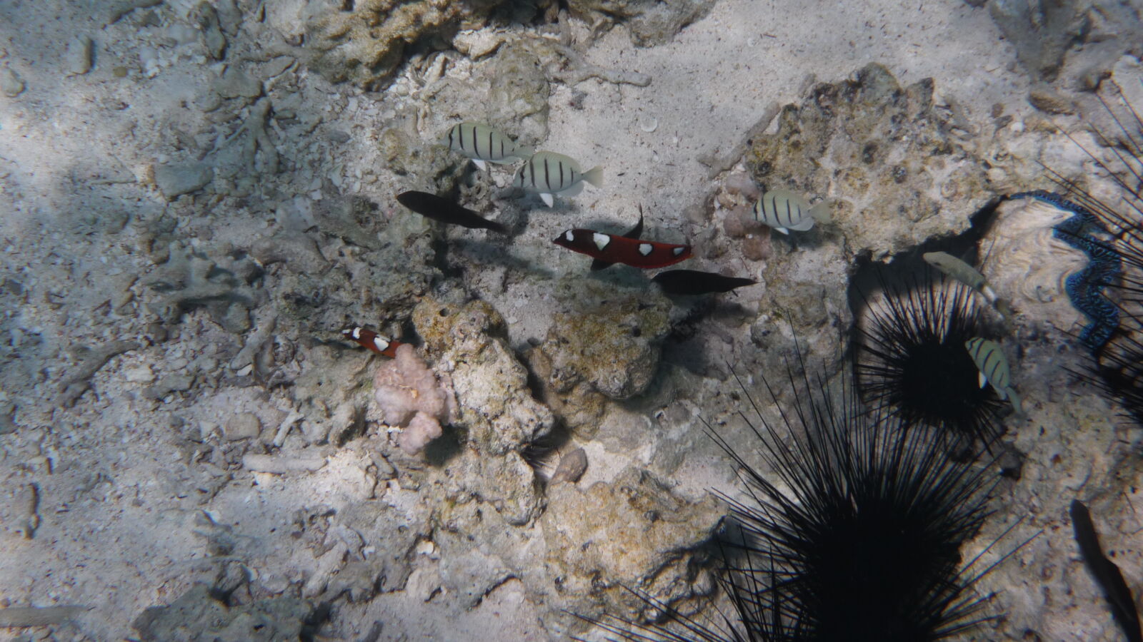 Driftschnorcheln im Aquarium.