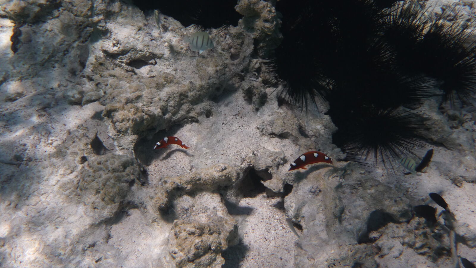 Driftschnorcheln im Aquarium.