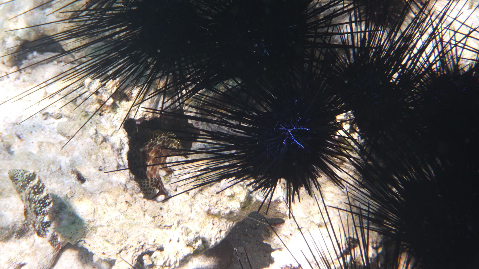 Driftschnorcheln im Aquarium.