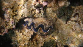 Driftschnorcheln im Aquarium.