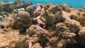 Driftschnorcheln im Aquarium.