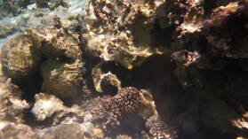 Driftschnorcheln im Aquarium.