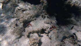 Driftschnorcheln im Aquarium.