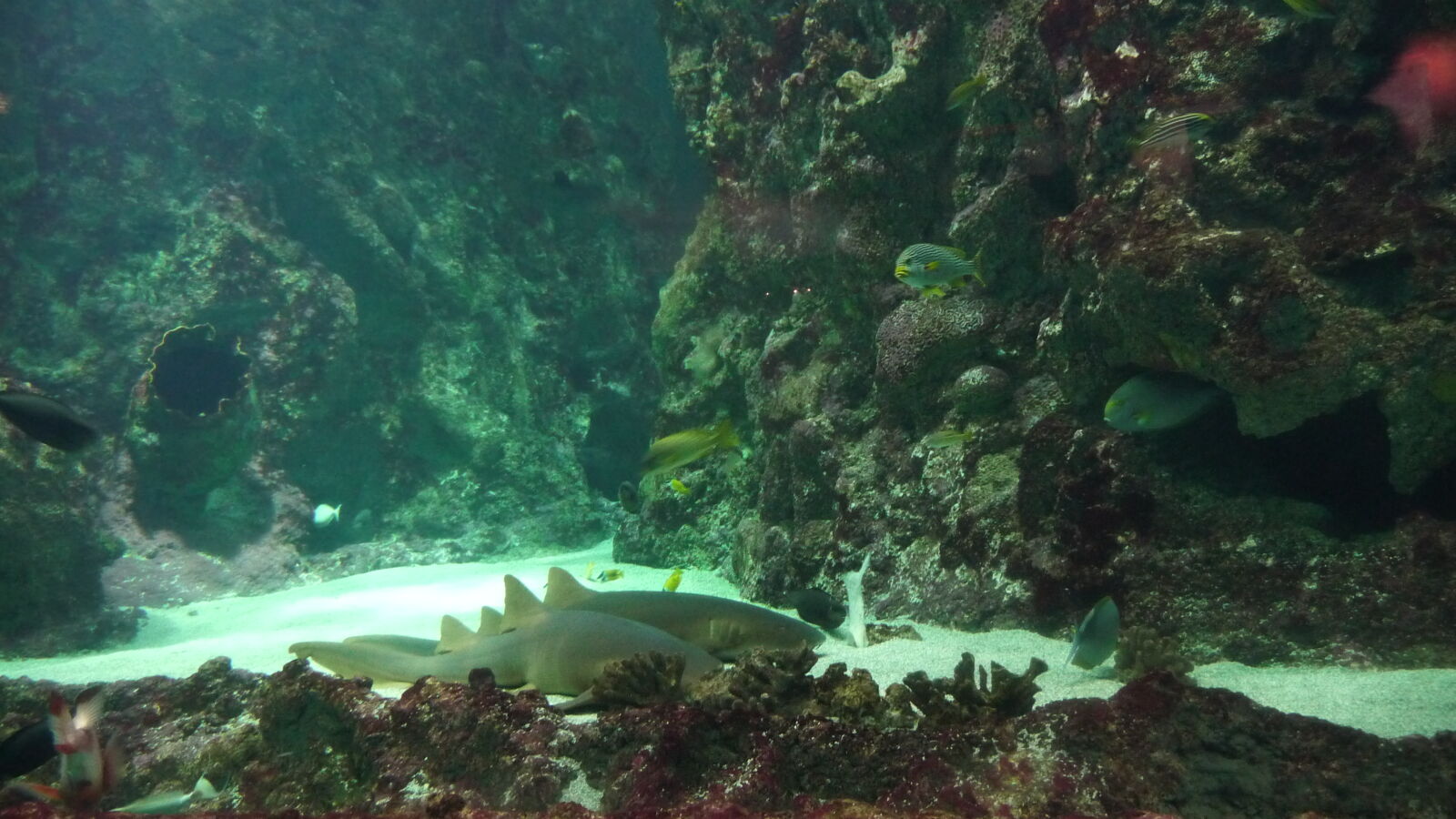 Oceanopolis