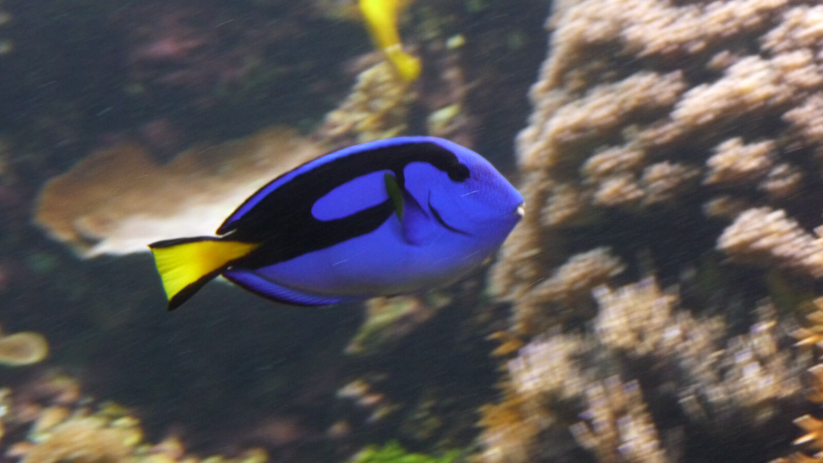 Oceanopolis
