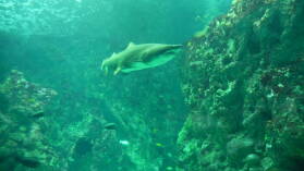 Oceanopolis