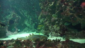 Oceanopolis