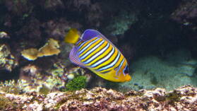 Oceanopolis