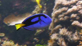 Oceanopolis