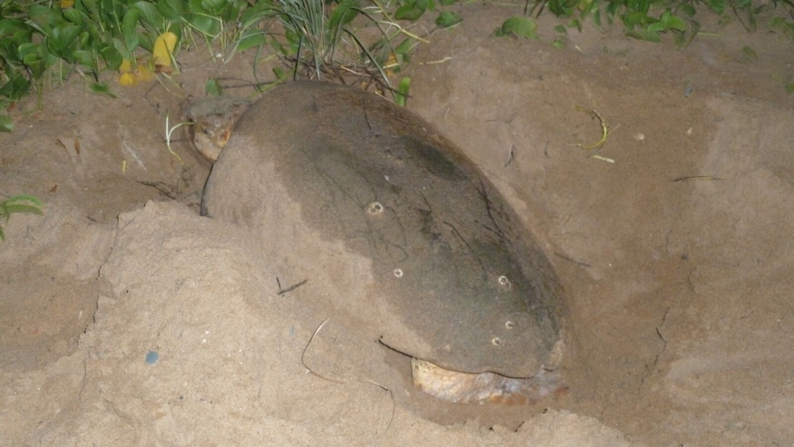 Loggerhead Turtle bei der Eiablage in Mon Repos Turtle Rookery.