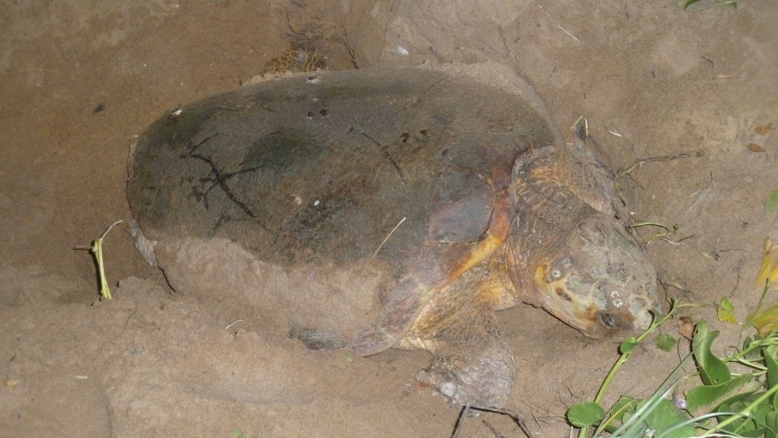 Loggerhead Turtle bei der Eiablage in Mon Repos Turtle Rookery.