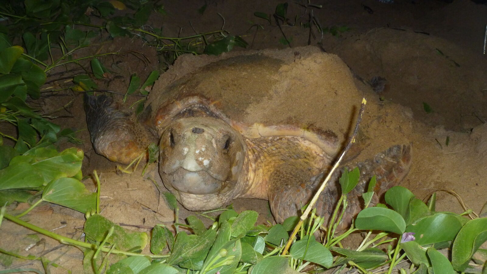 Loggerhead Turtle bei der Eiablage in Mon Repos Turtle Rookery.