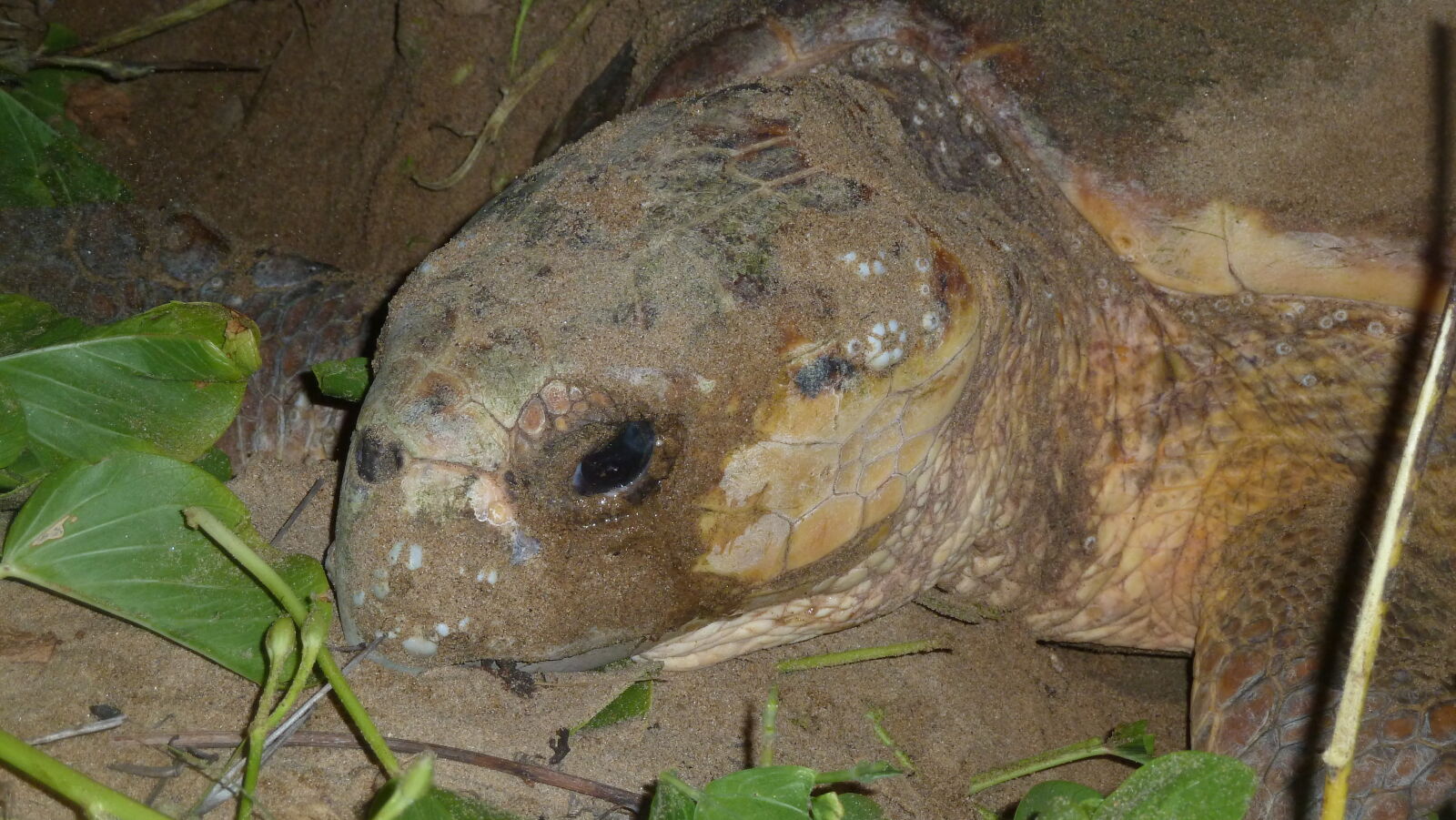 Loggerhead Turtle bei der Eiablage in Mon Repos Turtle Rookery.