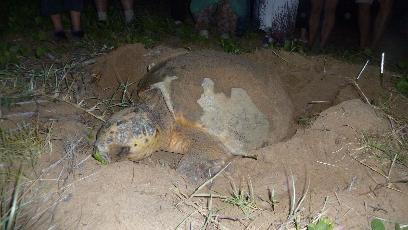 Loggerhead Turtle bei der Eiablage in Mon Repos Turtle Rookery.