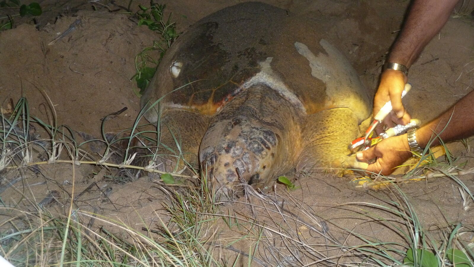 Diese Schildkröte legt zum ersten Mal Eier und wird nun markiert.