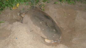 Loggerhead Turtle bei der Eiablage in Mon Repos Turtle Rookery.