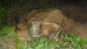 Loggerhead Turtle bei der Eiablage in Mon Repos Turtle Rookery.