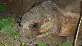 Loggerhead Turtle bei der Eiablage in Mon Repos Turtle Rookery.