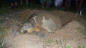 Loggerhead Turtle bei der Eiablage in Mon Repos Turtle Rookery.