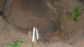 Loggerhead Turtle bei der Eiablage in Mon Repos Turtle Rookery.